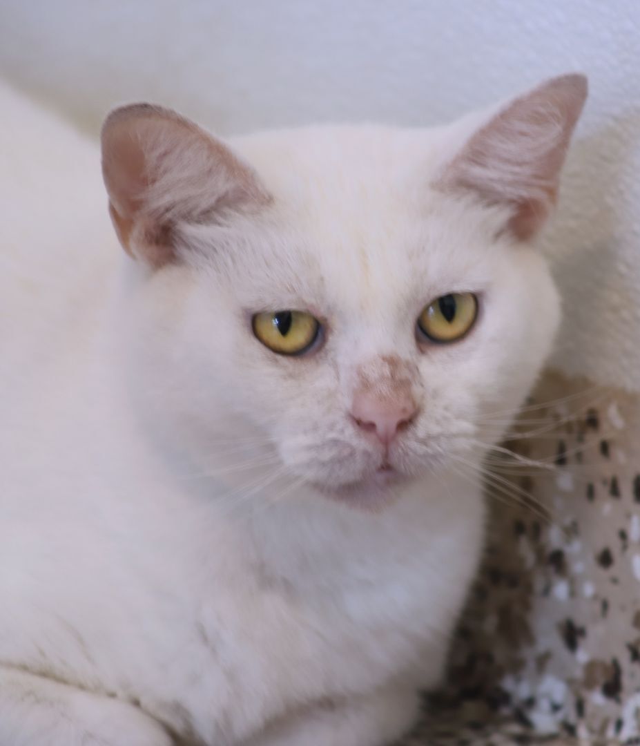 Athena, a Adoptable Domestic Short Hair in North Fort Myers, FL image 1/4