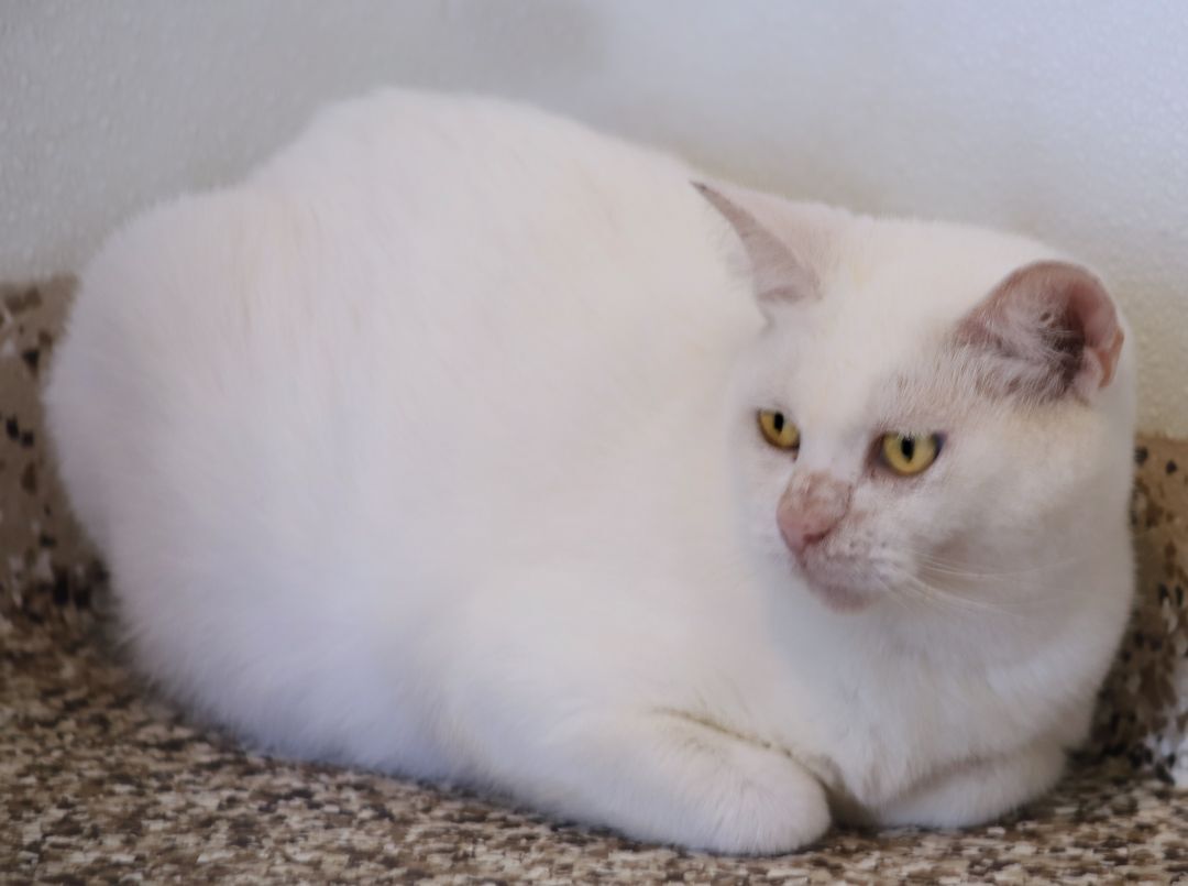 Athena, a Adoptable Domestic Short Hair in North Fort Myers, FL image 2/4