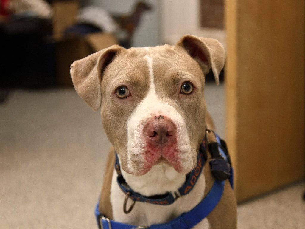 Sienna, Adoptable, Young Female American Staffordshire Terrier.