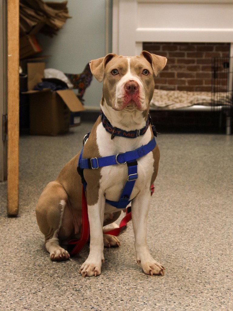 Enlarge Sienna, a Adoptable American Staffordshire Terrier in Sayreville, NJ image 2/3