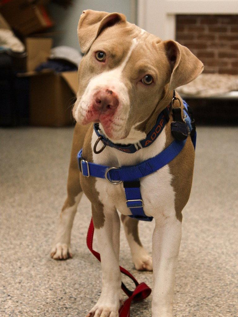 Enlarge Sienna, a Adoptable American Staffordshire Terrier in Sayreville, NJ image 3/3