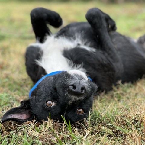 Enlarge Scruffy, a Adopted mixed breed in Colleyville, TX image 1/2