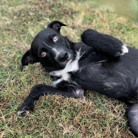 Enlarge Scruffy, a Adopted mixed breed in Colleyville, TX image 2/2