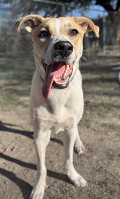 Marshmallow Fluff thumbnail 3