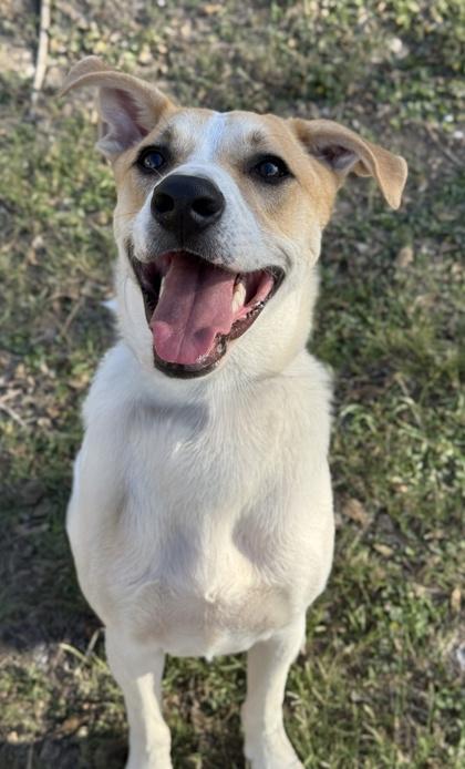 Marshmallow Fluff — thumbnail 3