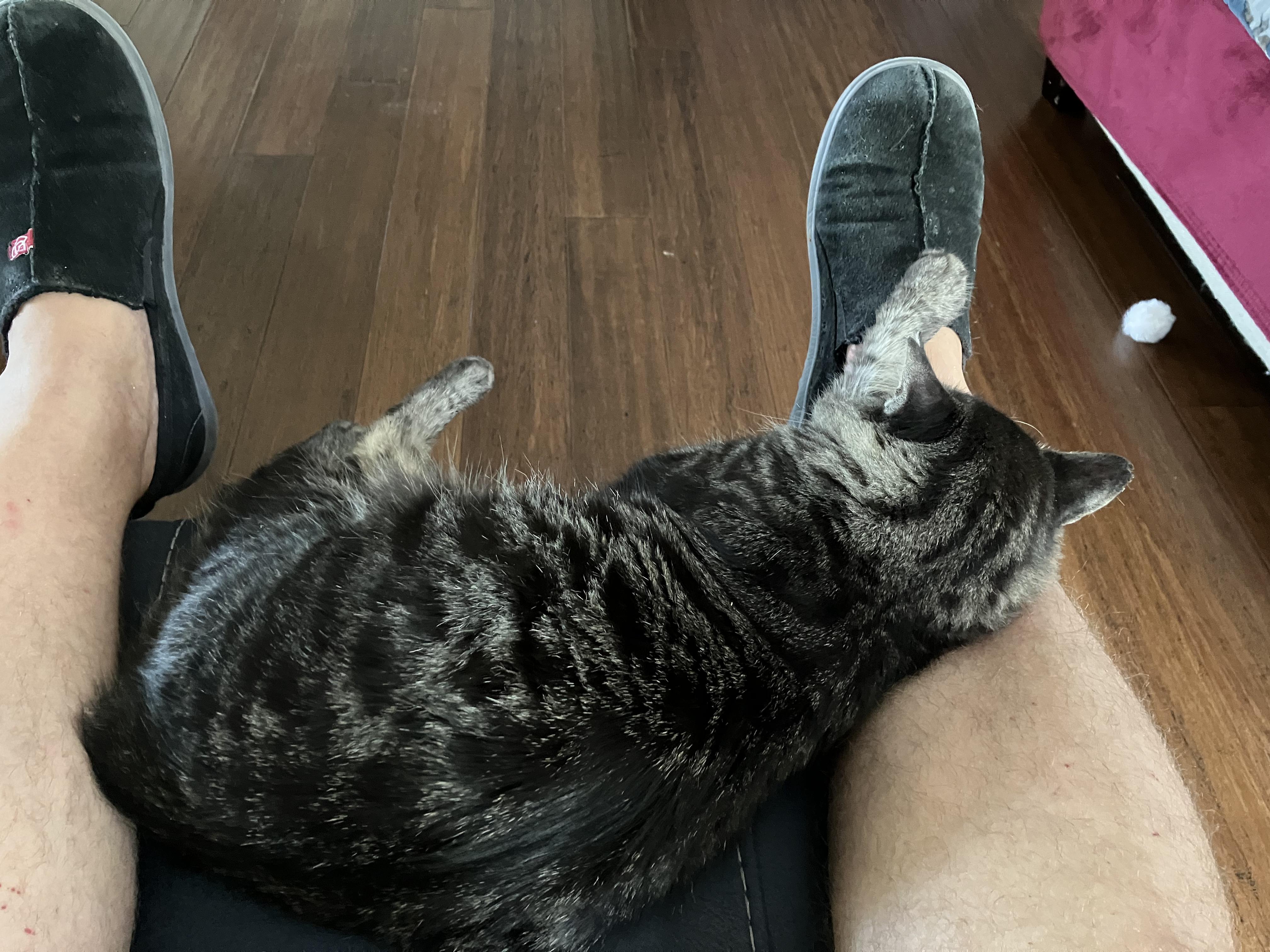 Enlarge Matteo, a ADOPTABLE Domestic Medium Hair in Unionville, MO image 6/6