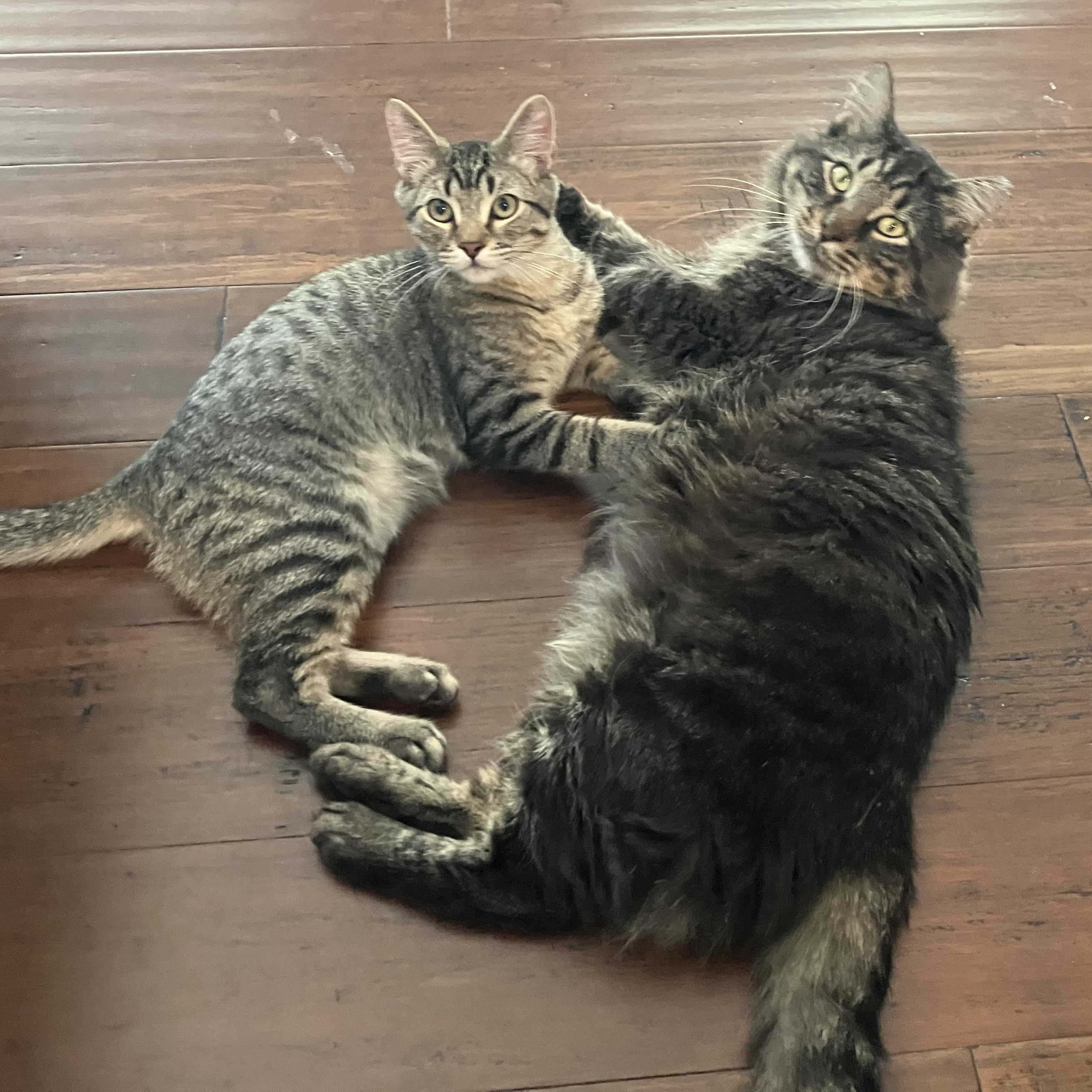 Enlarge Matteo, a ADOPTABLE Domestic Medium Hair in Unionville, MO image 2/6