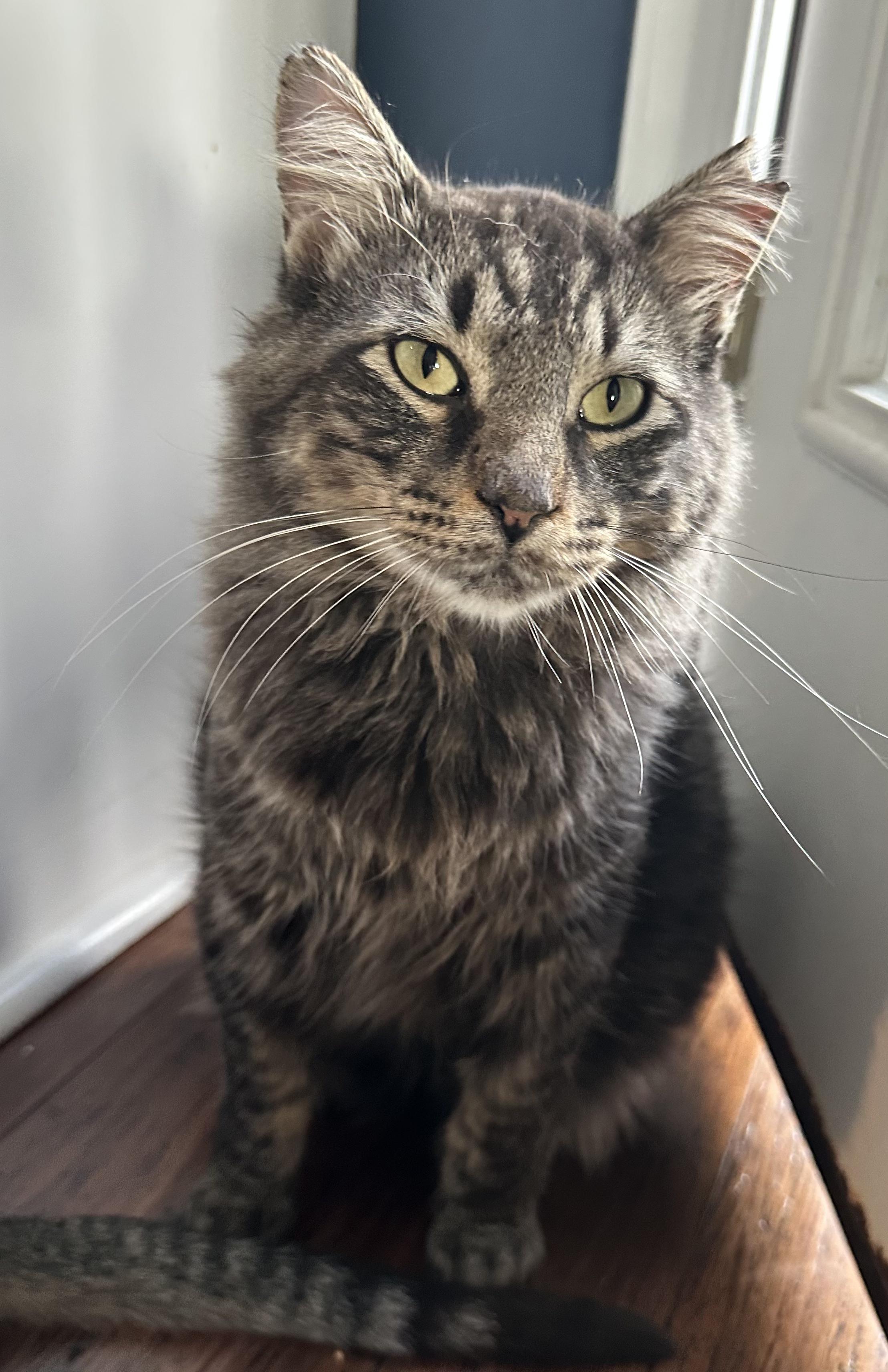 Matteo, ADOPTABLE, Adult Male Domestic Medium Hair.