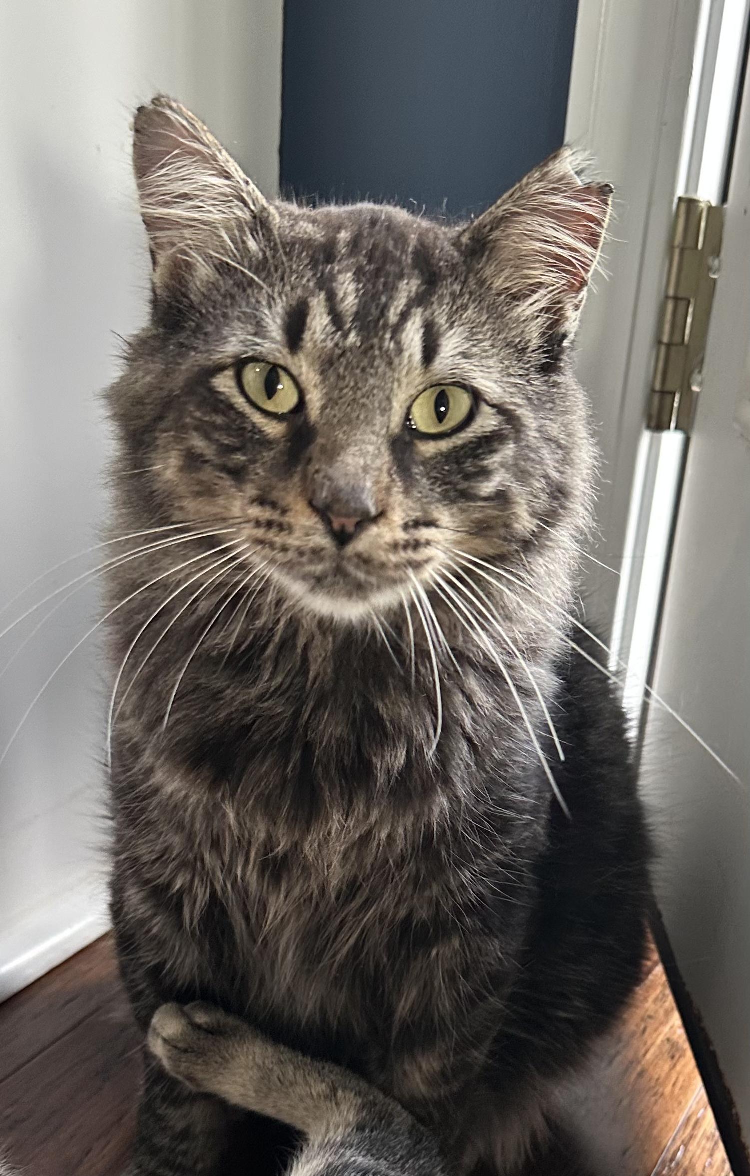 Enlarge Matteo, a ADOPTABLE Domestic Medium Hair in Unionville, MO image 5/6