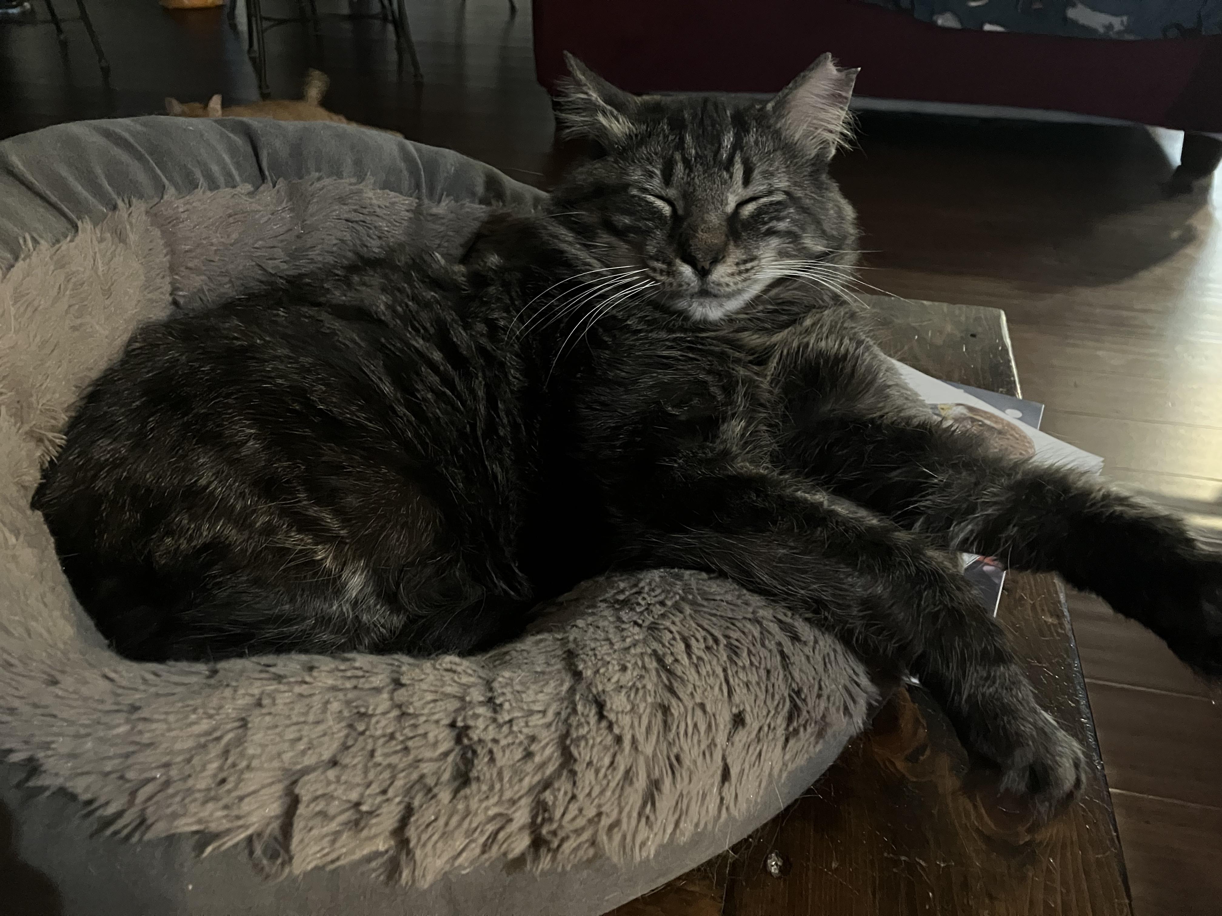 Enlarge Matteo, a ADOPTABLE Domestic Medium Hair in Unionville, MO image 3/6