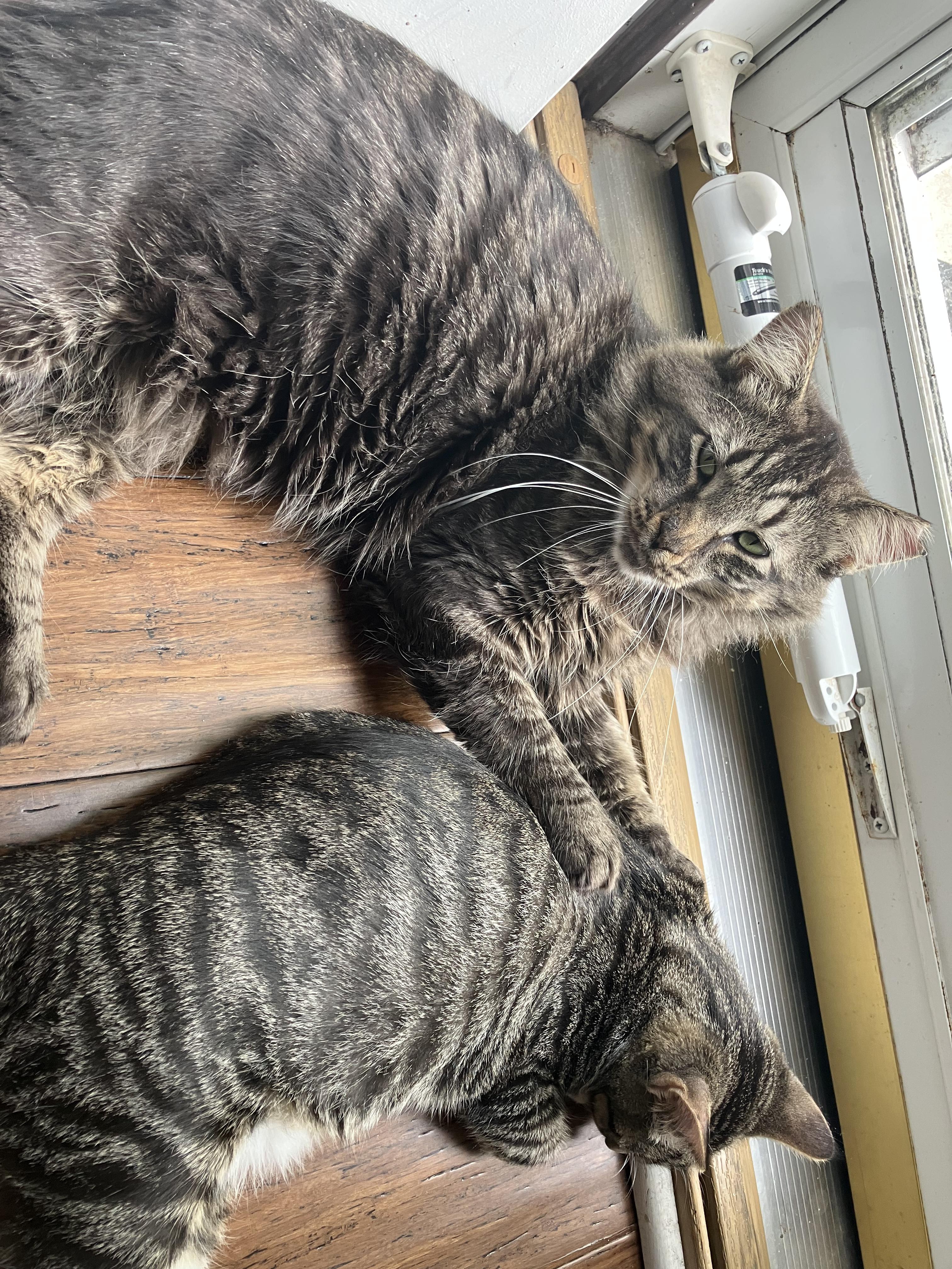 Enlarge Matteo, a ADOPTABLE Domestic Medium Hair in Unionville, MO image 4/6