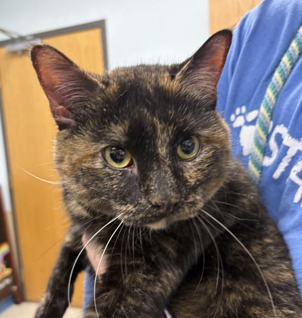 Marceline, Adoptable, Adult Female Domestic Short Hair.