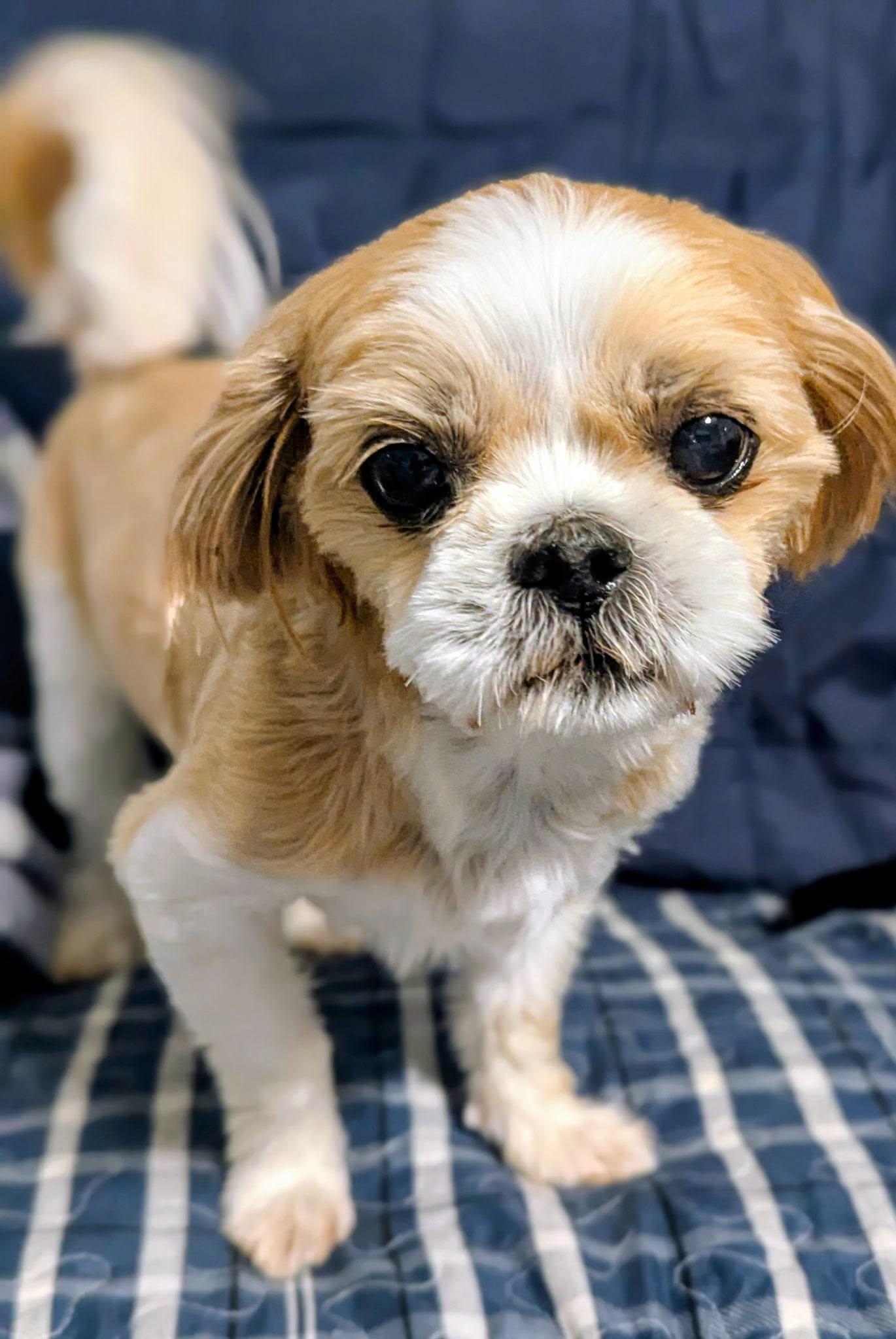 Sushi, Adoptable, Adult Female Shih Tzu.
