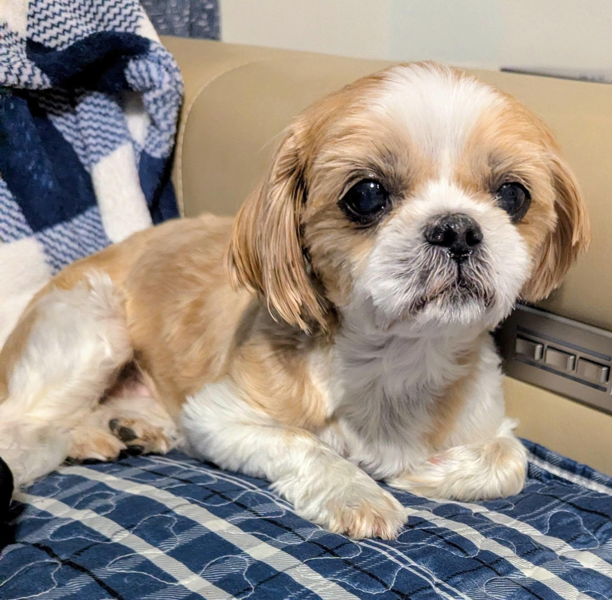 Enlarge Sushi, a Adoptable Shih Tzu in Plant City, FL image 2/3