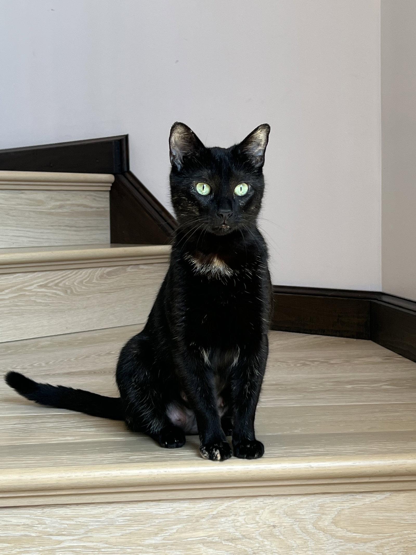 Mona, Adoptable, Young Female Domestic Short Hair.