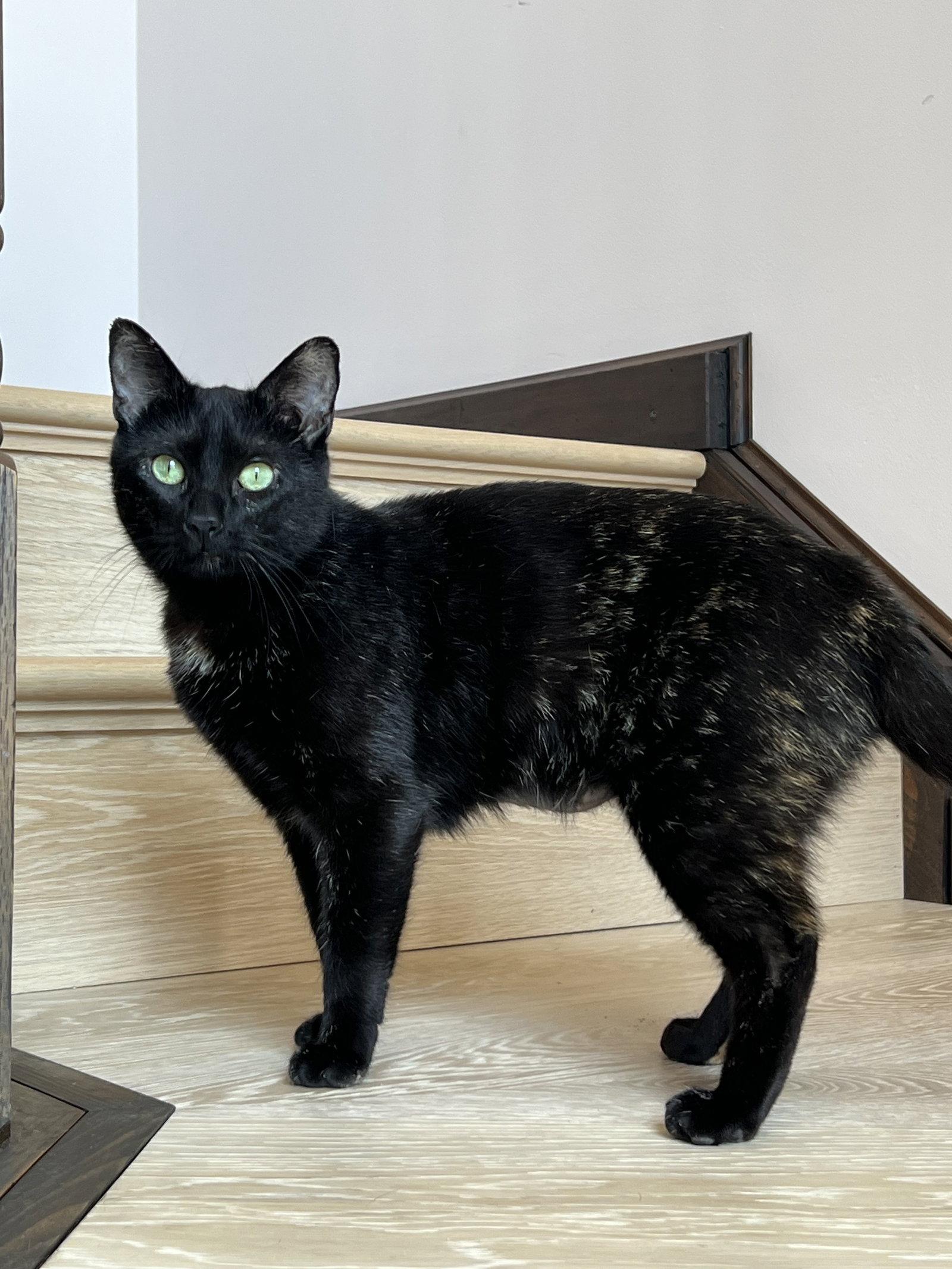 Mona, a Adoptable Domestic Short Hair in Stewartsville, NJ image 2/3