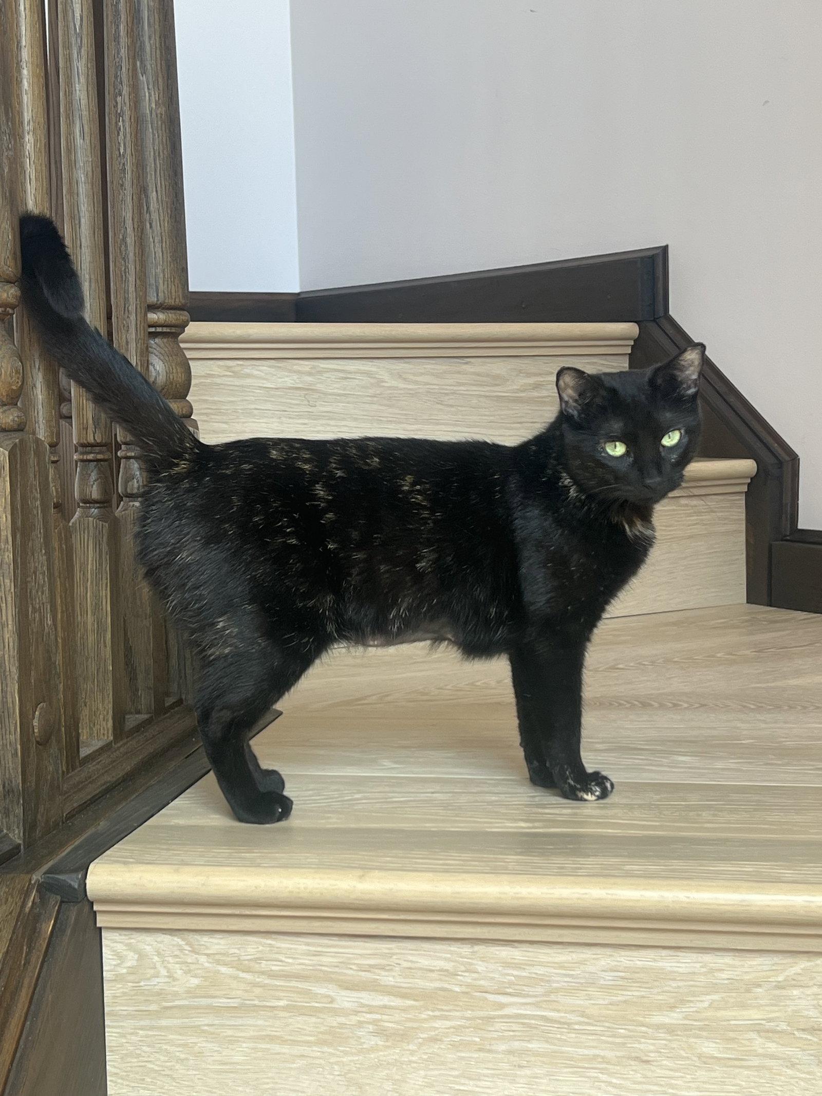 Mona, a Adoptable Domestic Short Hair in Stewartsville, NJ image 3/3