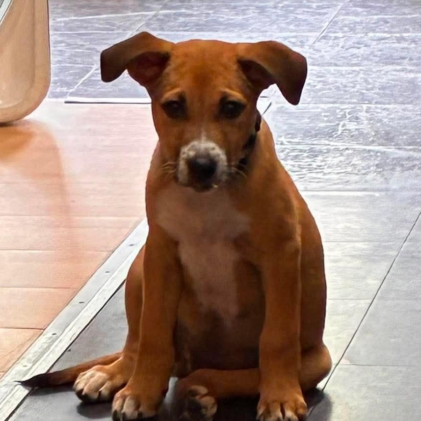 Louis, an adopted mixed breed in Rochester, NY image 3/6