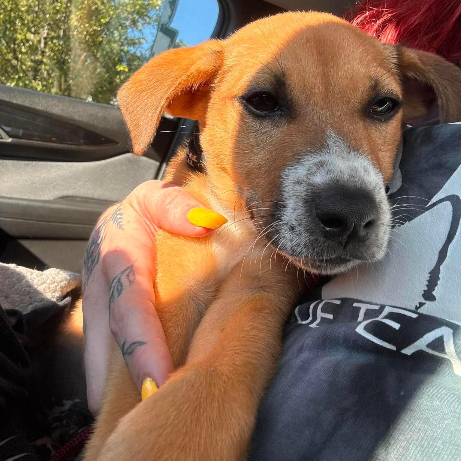 Louis, an adopted mixed breed in Rochester, NY image 2/6