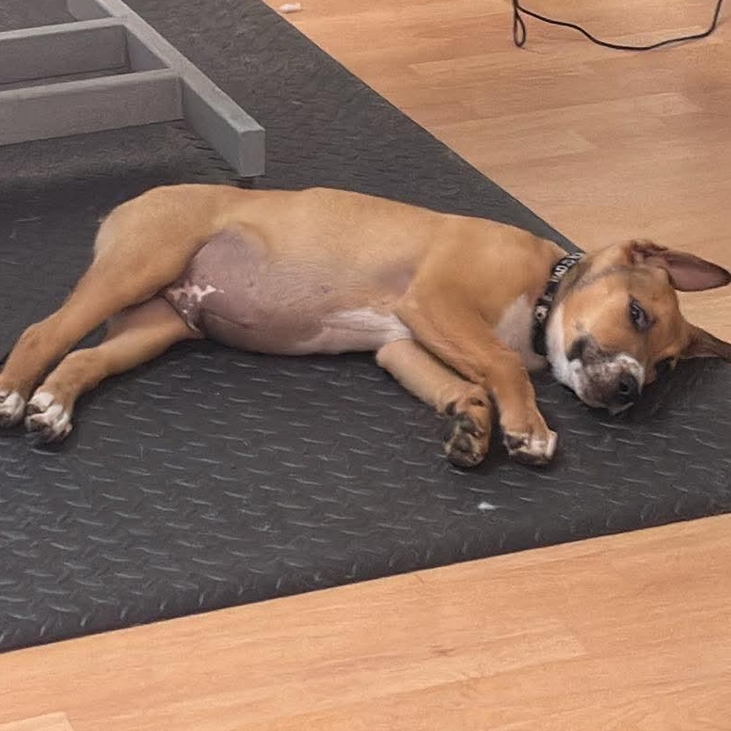 Louis, an adopted mixed breed in Rochester, NY image 4/6