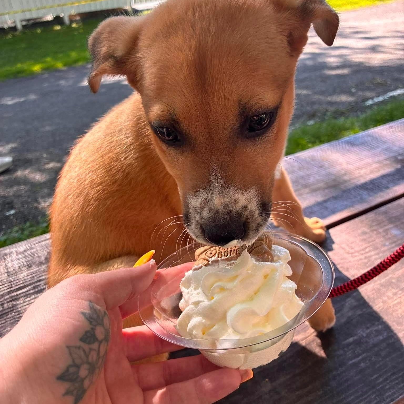 Louis, an adopted mixed breed in Rochester, NY image 6/6