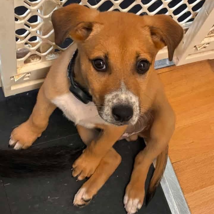 Louis, adopted, Puppy Male Beagle & Shepherd.