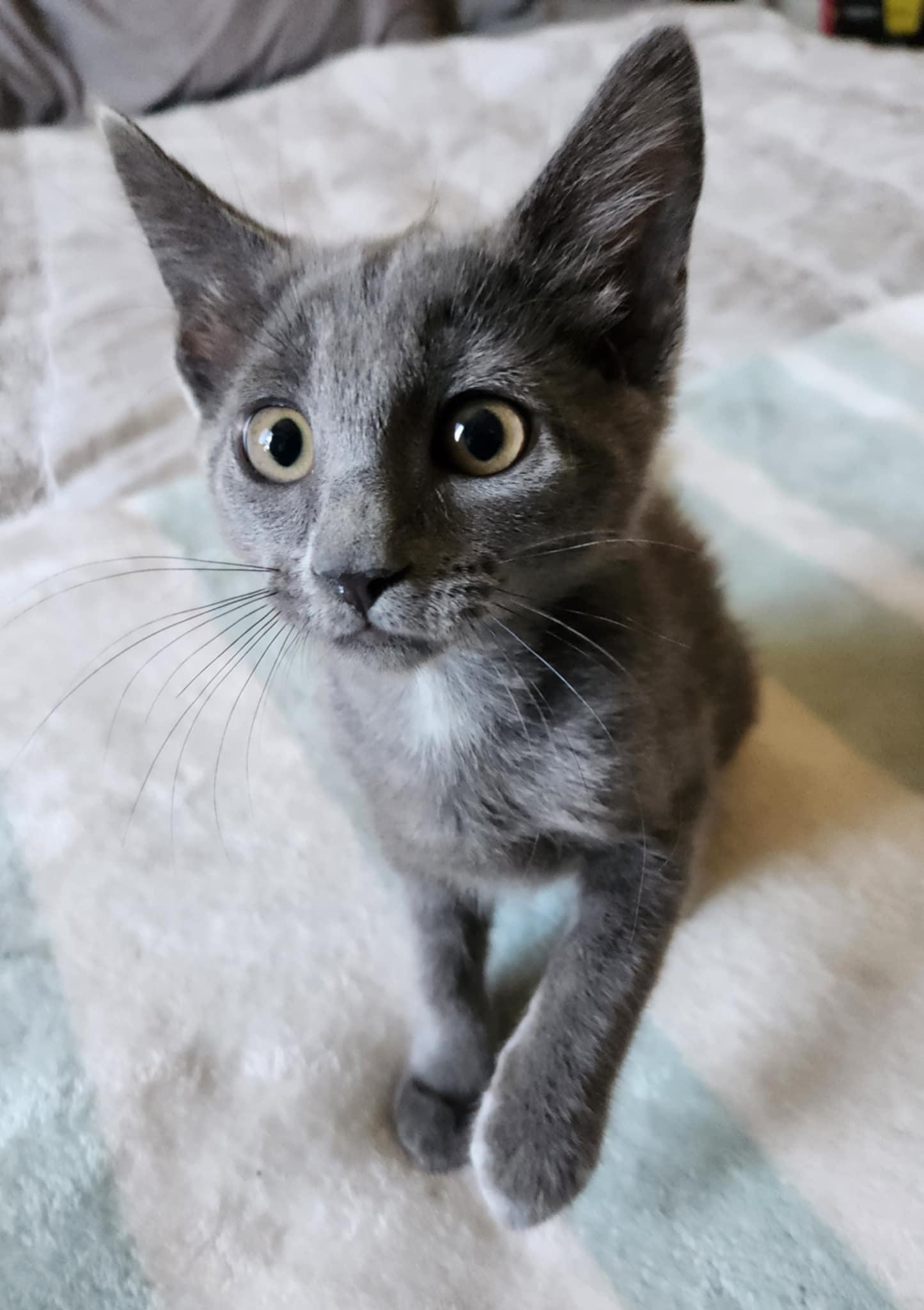 7-Up, Baby Female Russian Blue