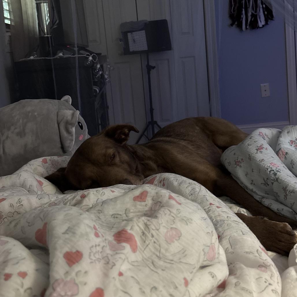 Mikey, Adoptable, Adult Male Chocolate Labrador Retriever & Mixed Breed.