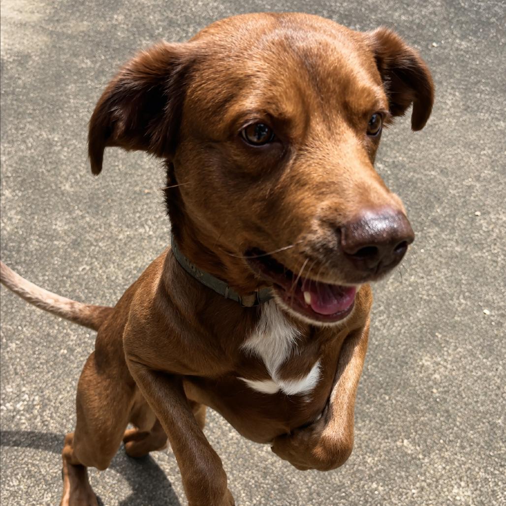 Enlarge Mikey, a Adoptable mixed breed in New Orleans, LA image 2/6