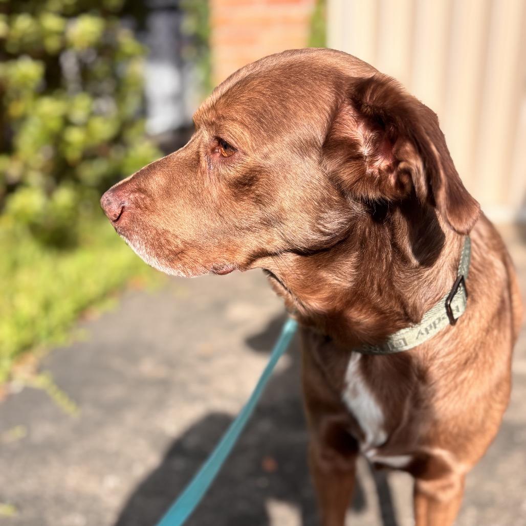 Enlarge Mikey, a Adoptable mixed breed in New Orleans, LA image 4/6