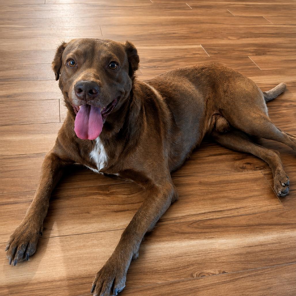Enlarge Mikey, a Adoptable mixed breed in New Orleans, LA image 1/6