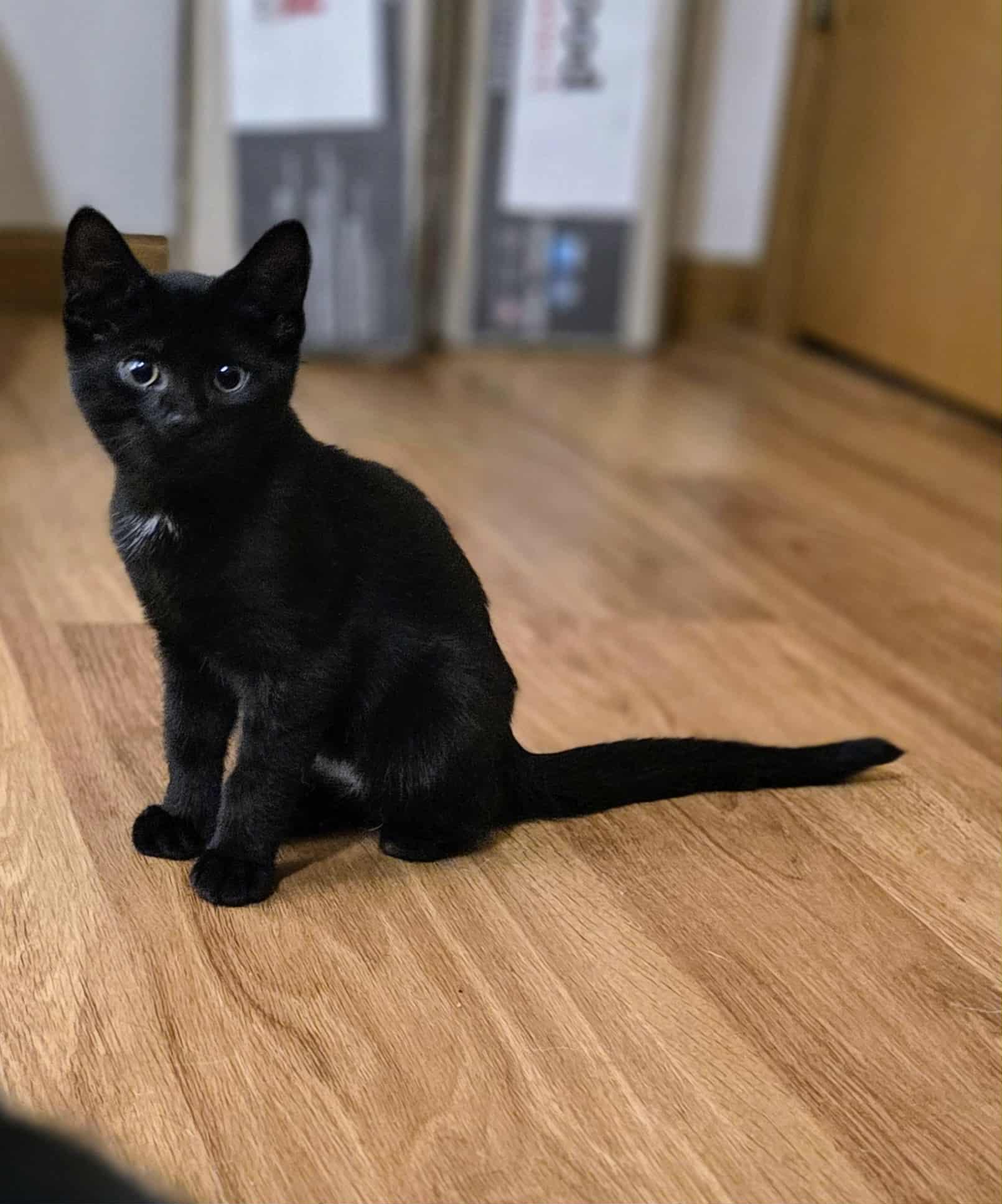 Triathlon (Missing paw)