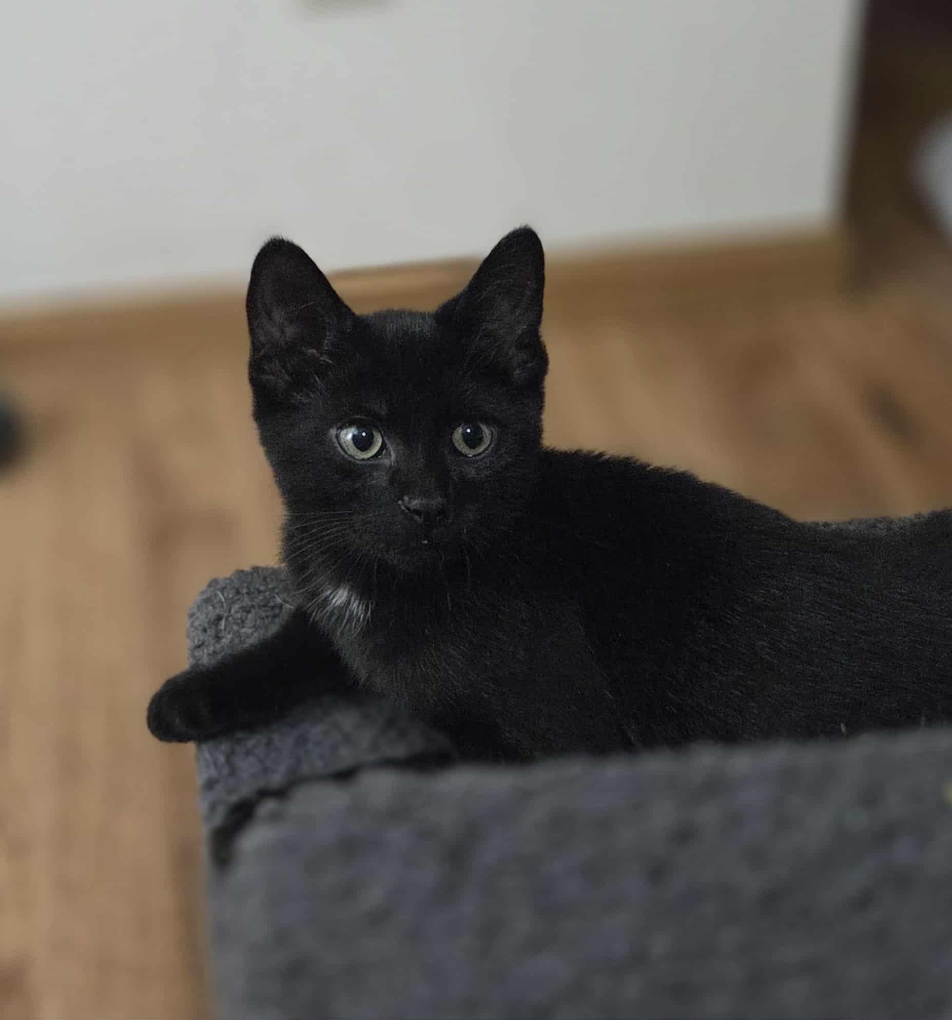 Triathlon (Missing paw)