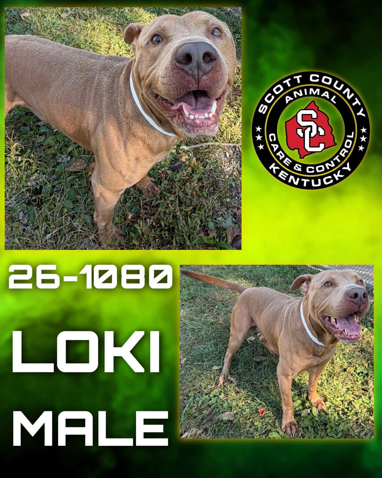 Enlarge Loki, a Adoptable Pit Bull Terrier in Georgetown, KY image 1/1