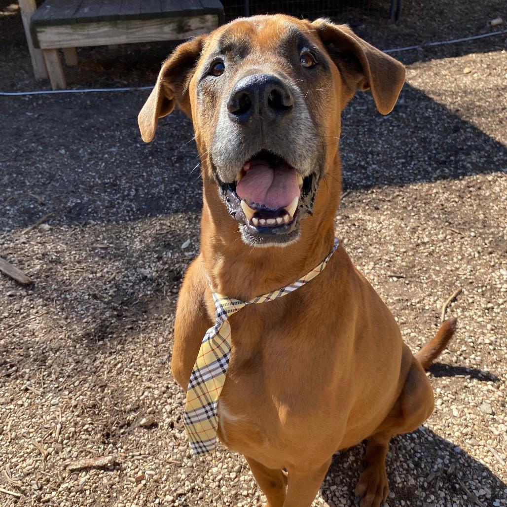 Rune, a Adoptable mixed breed in Boerne, TX image 1/6