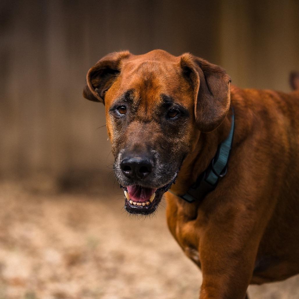 Rune, a Adoptable mixed breed in Boerne, TX image 2/6