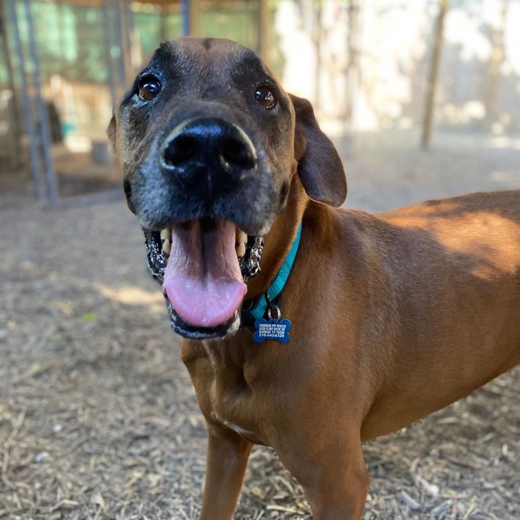 Rune, a Adoptable mixed breed in Boerne, TX image 3/6