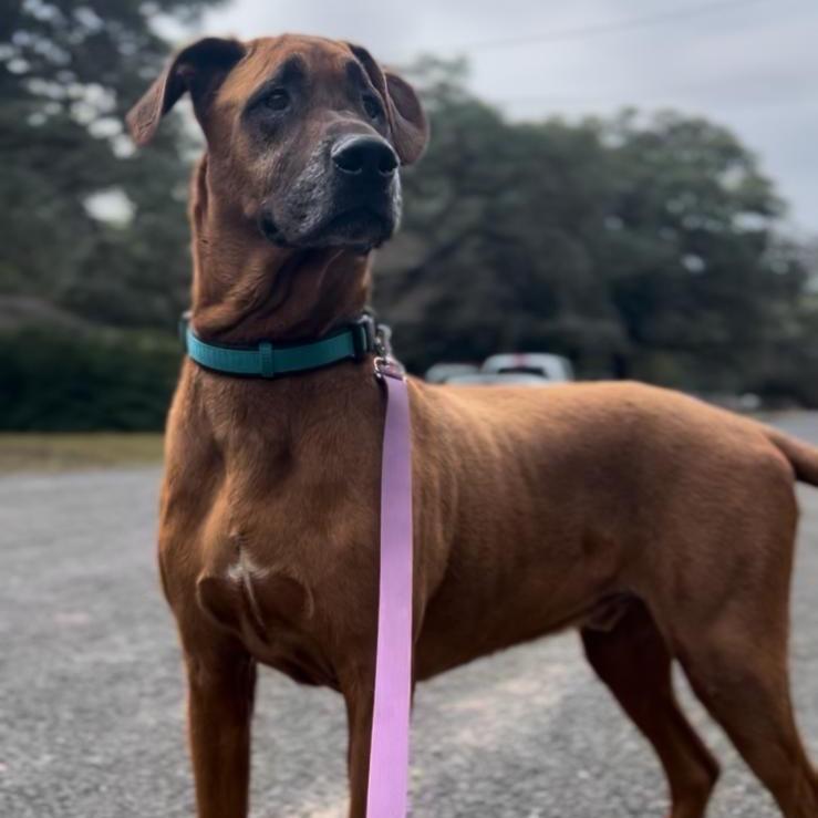 Rune, a Adoptable mixed breed in Boerne, TX image 4/6