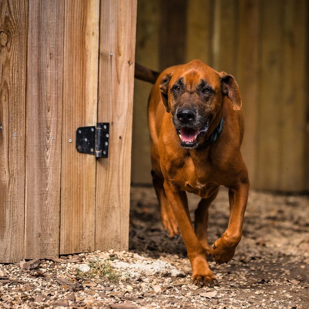 Rune, a Adoptable mixed breed in Boerne, TX image 5/6