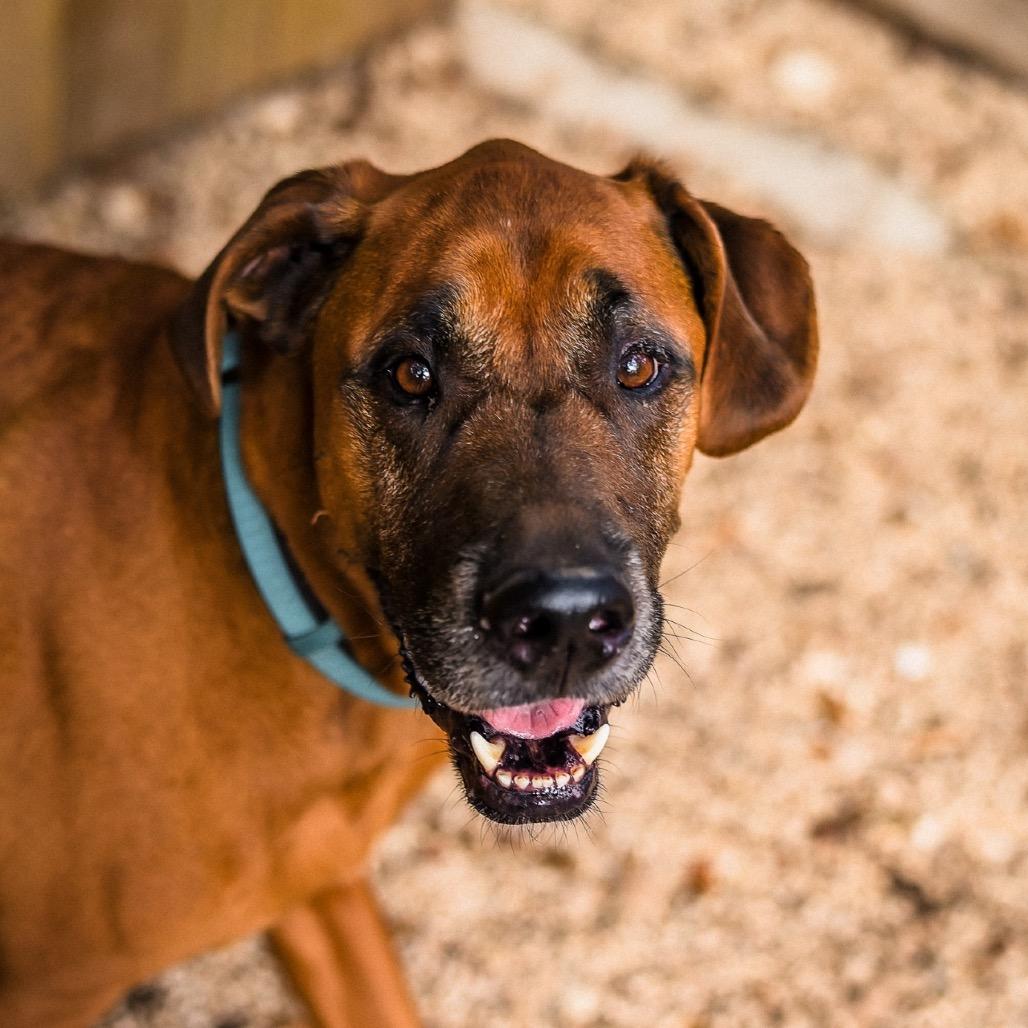 Rune, a Adoptable mixed breed in Boerne, TX image 6/6