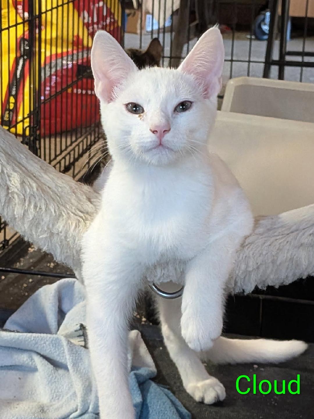 Yeti, Adoptable, Young Male Domestic Medium Hair.