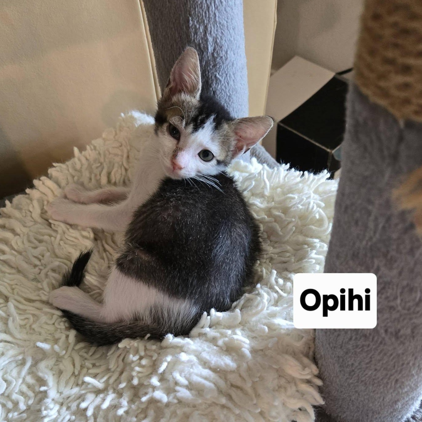 Opihi, an adopted Domestic Short Hair in Honolulu, HI image 1/4