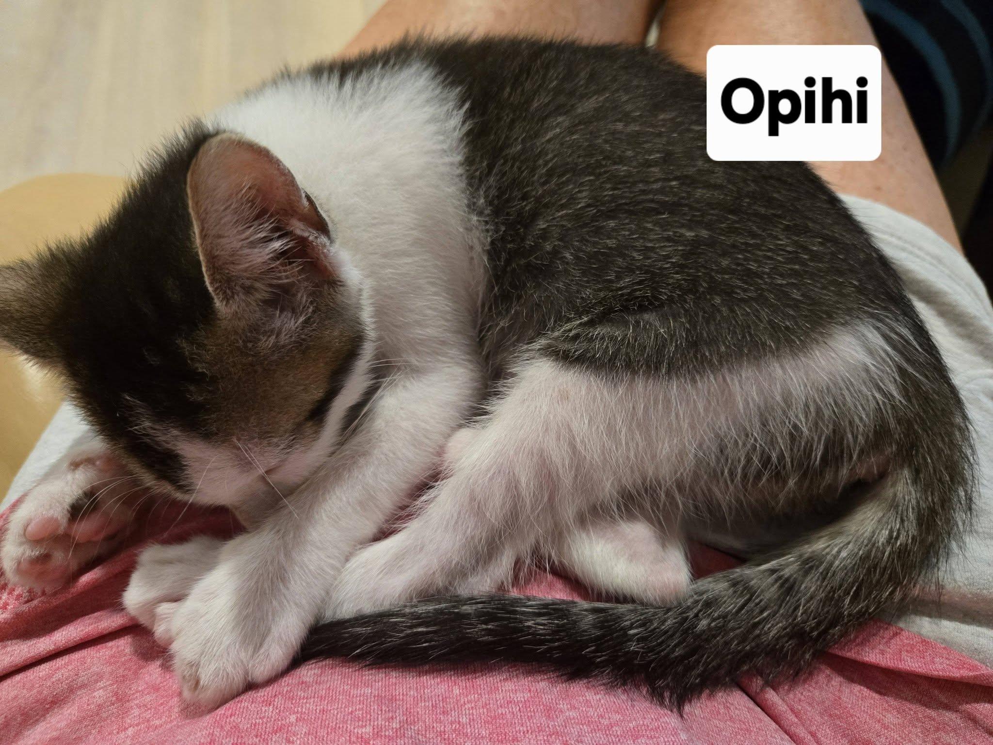 Opihi, an adopted Domestic Short Hair in Honolulu, HI image 2/4