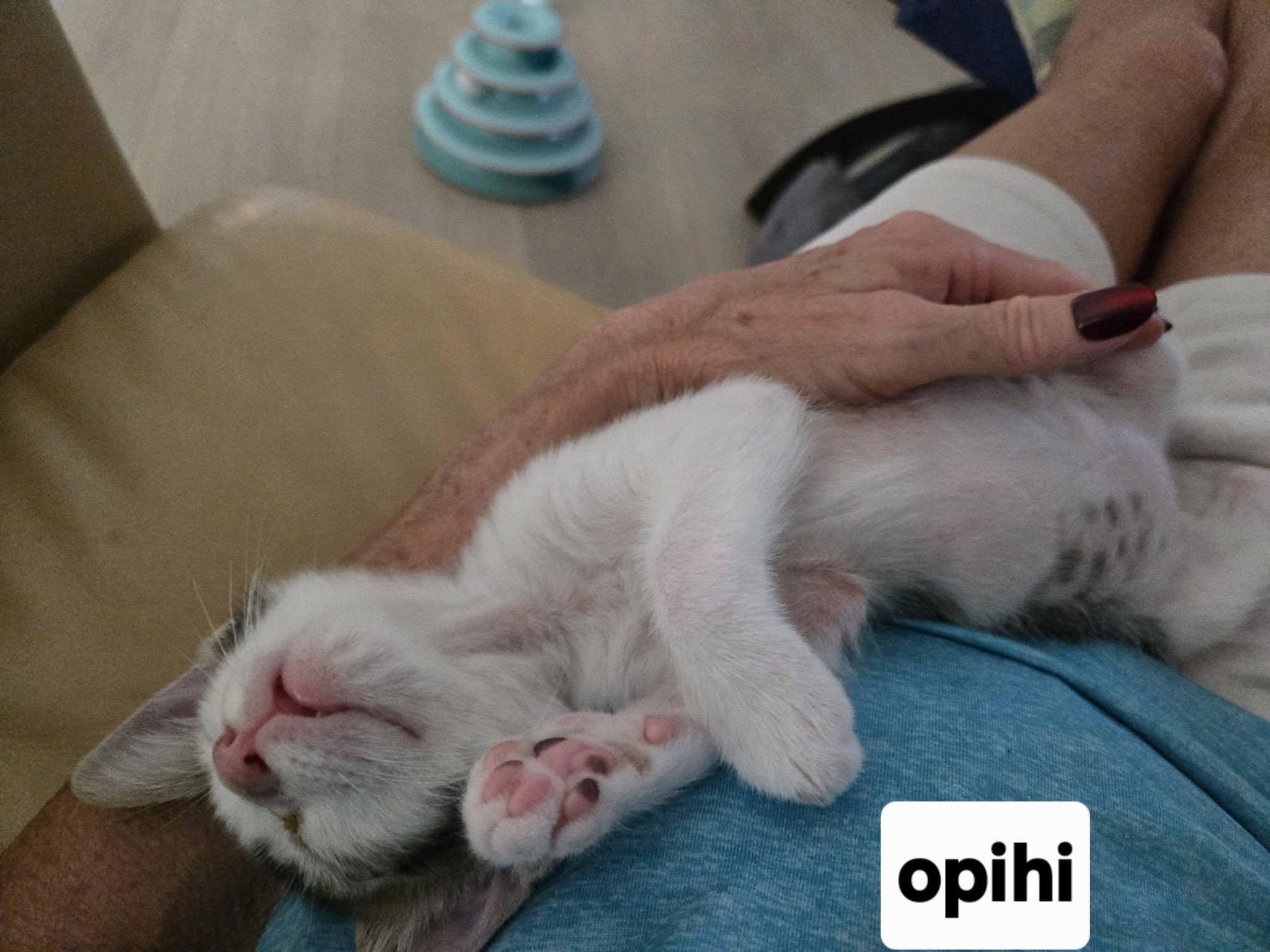 Opihi, an adopted Domestic Short Hair in Honolulu, HI image 4/4