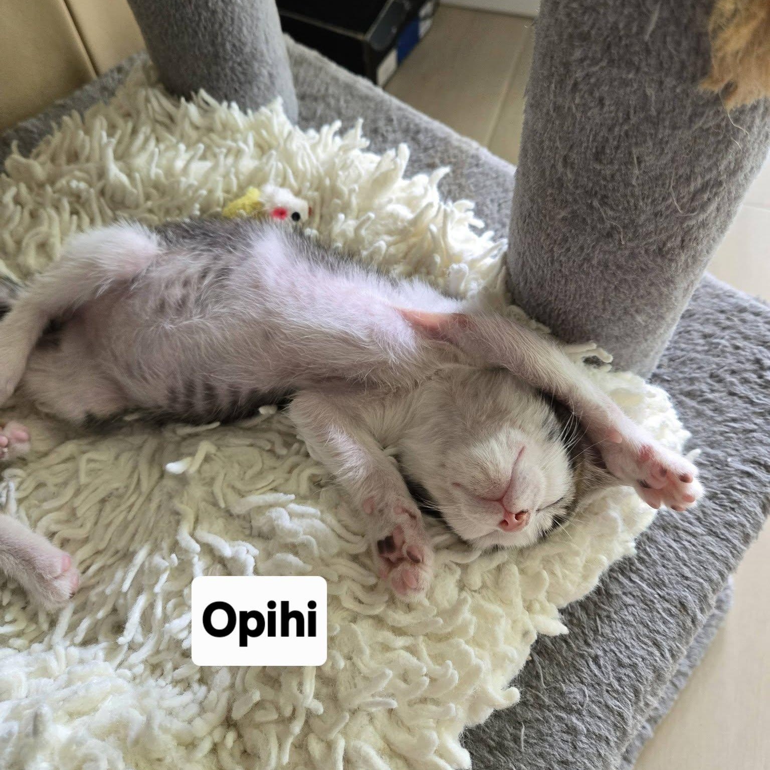 Opihi, an adopted Domestic Short Hair in Honolulu, HI image 3/4