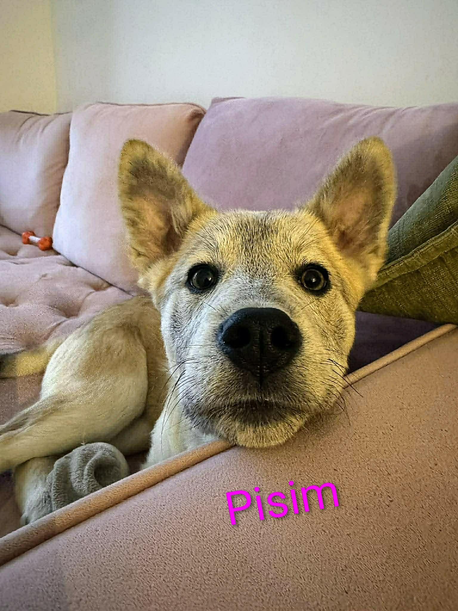 Pisim (20260120-08) — thumbnail 2