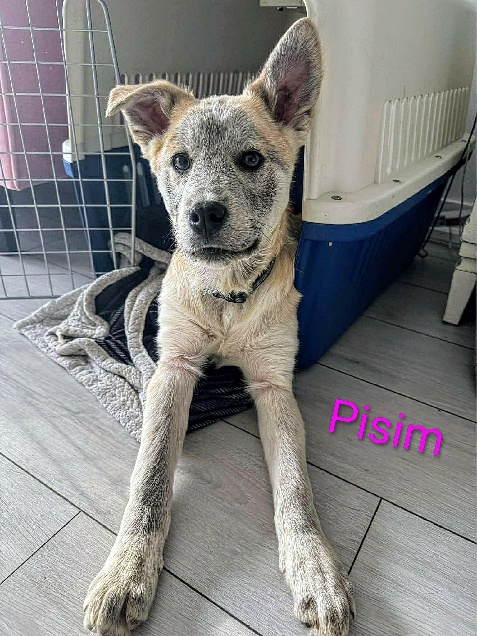 Pisim (20260120-08) — thumbnail 3