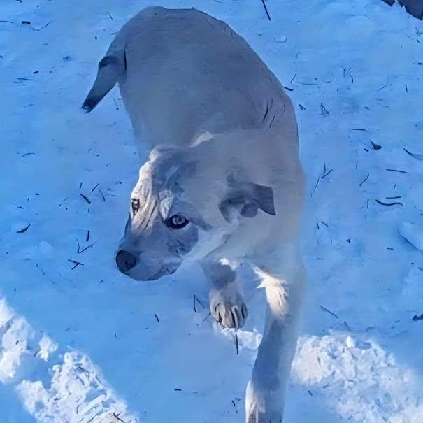 Pisim (20260120-08) — thumbnail 4