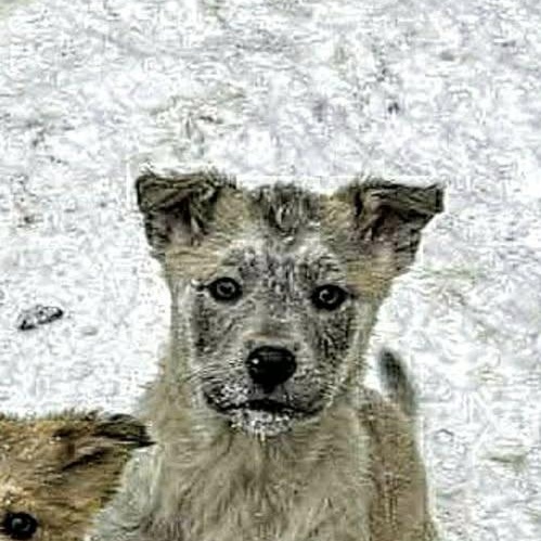 Pisim (20260120-08) — thumbnail 5