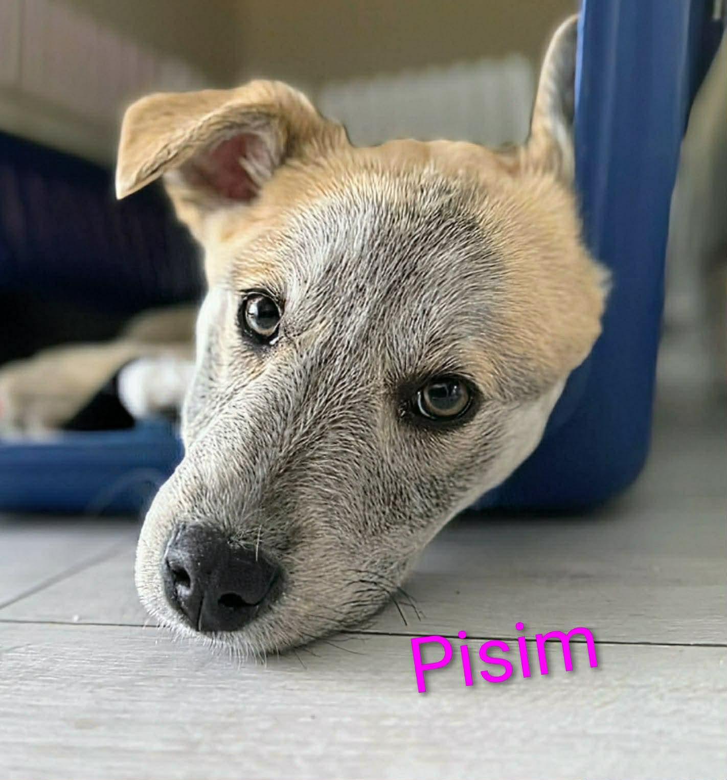 Pisim (20260120-08) — thumbnail 6